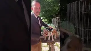 Differenze tra un cucciolo di Beagle pocket ed uno di taglia standard