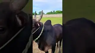 karuppu 🔥🔥 jallikattu whatsapp status video