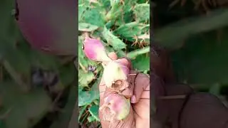 cactus fruit #shorts #viralvideo #food #cactus #cactusfruit #fruit