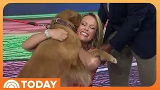 Bruce the MLB's Bat Dog Shows off Bat-Fetching Skills on TODAY!
