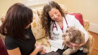 Vet At Home, P.C. Introduction