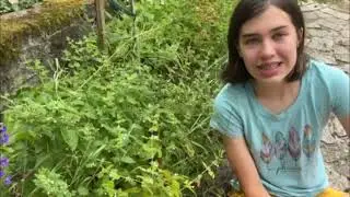 Medicinal Uses of Lemon Balm | Natural Stress Relief, Digestion & Insect Bite Remedy