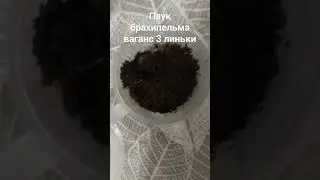 паук брахипельма ваганс 3 линьки