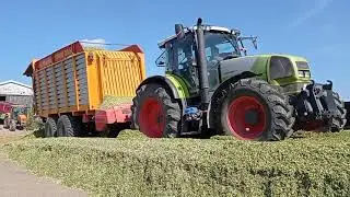 Koszenie kukurydzy 2k21 z firmą FARDAZ.1&Mf,1&nh,2&claas,1&renualt,1&John Deere 7300.🔥