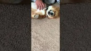 Just my baby corgi
