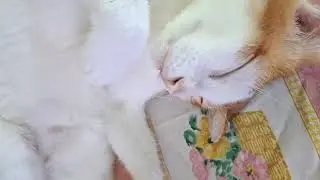 So Peaceful&hellip; Close-Up of a Sleeping Cute Cat