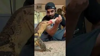 Hand Feeding Asian Water Monitor Lizard! #animals #reptiles #lizard