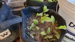 Welcome to My Channel! Easy Beginner Gardening + Baking Project from Scratch 🌿
