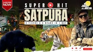 Satpura Tiger Reserve: 5 Tigers + 5 Sloth Bears in 1 Day