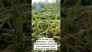 Crop failure due to hailstorm #farmer #cropfailure #crop
