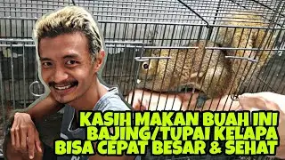 PAKAN YANG BAIK UNTUK BAJING/TUPAI KELAPA SUPAYA CEPAT BESAR