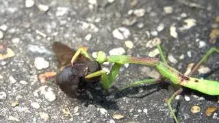 Praying Mantis eats a Horse Fly for Lunch