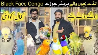 Big Size | Black face and Congo budgies 