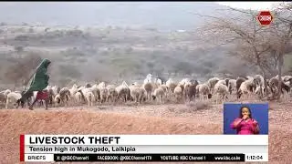 1,200 goats and 200 cows were stolen in Mukogodo forest, Laikipia North