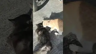 😺 Stray Cat Spat 😺 #philippines #shorts