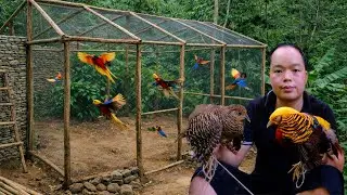 From Aviary Construction to Raising Exotic Birds &ndash; Phoenix Birds, Pheasants & Wild Chickens