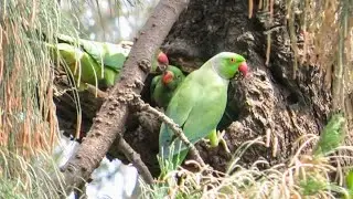 A Parrot Feeding His Three Babies | Parrot Nest on Tallest Tree | Baby Parrots
