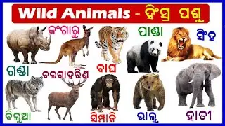 LEARN WILD ANIMALS  NAME IN ENGLISH AND ODIA | All wild animals | Odia Learning Videos For kids
