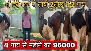 माँ डेरी फार्म से गाय खरीदा रोज का 40 लीटर वाली गाय / dairy in Chandauli up /hf cow farm 