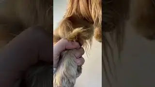 🐶 🐾✨ Pfotenpflege f&uuml;r deine Fellnase: So geht's! 🐶❤️ 🐕