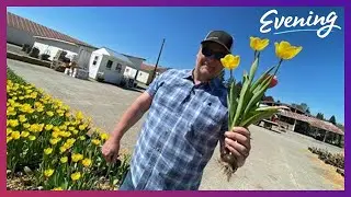 U-pick tulips and field-grown rhubarb in Sumner