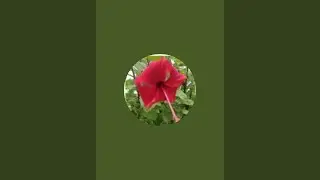 Ragni's Lifestyle / Garden  is live