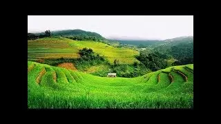 Activities in the fields of Bali