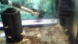 my fry and hospital tank