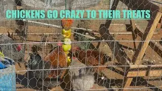 Chickens just having fun with their treats while getting their excess energy 