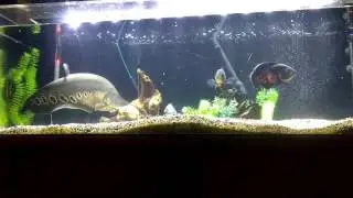 Feeding clown knife and Oscar fish