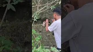 catch birds in hollow rocks #animals #fyp #trending