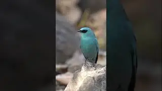 Verditer Flycatcher