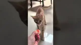 VIRAL Clever Cats Begging! 😼 Hilarious Hungry Cat Videos | Cutest Way to Ask 🍽️