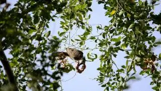 Amar-Madras Thorn Fruit-YV Bulbul.avi