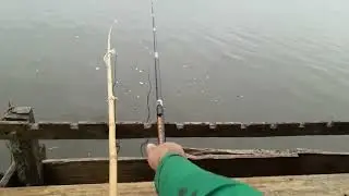 Country-style fishing yielded some big ones!!! 🎣