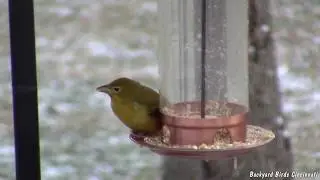 Scarlet Tanager (feeder video) 1/24/2019