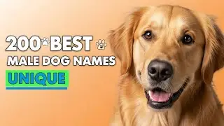 200 лучших, уникальных имен для собак-самцов🐶✨