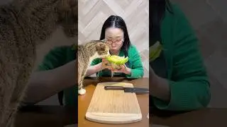 Lettuce egg sandwich 🥬🥚🥪 #asmr #cooking #cat #everydaylife #food