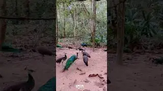 zoo at Angkor farm
