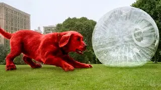 Clifford is the Dog we all Dream to Have | Clifford The Big Red Dog Best Scenes 🌀 4K