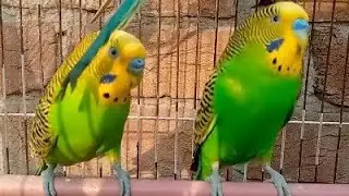 Australian beautiful bird's sounds 