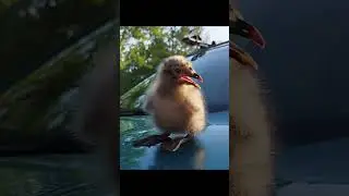 Little seagull :)