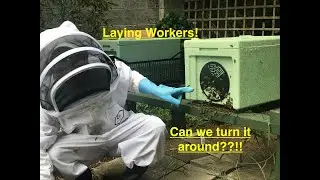 Hopelessly Queenless, and Laying Workers!!!