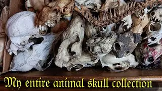 My ENTIRE Animal Skull Collection! {So far...}