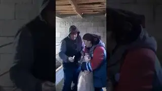 Morning Routine on the Farm: Deworming Sheep & Dog with Albendazole | Daily Farm Life