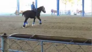 Frog Pond Farm Draft Horse Rescue ( Ollie ) By Nancy Smith