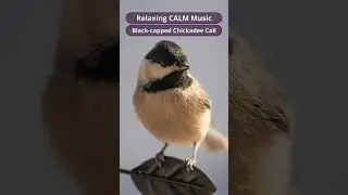 Relaxing CALM Music | Black-capped Chickadee Call