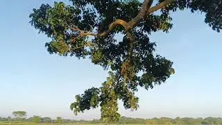 টক ঝাল মিষ্টি পার্ট ২ । Tok Jhal Misti Part 2 । Bangla Natok Toni & Salma l Palli Gram TV Official