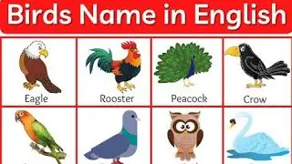 Birds names in English and Hindi  learning birds names for kids May 17, 2022