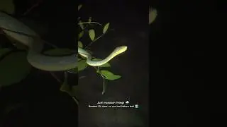 Bamboo pit viper | wildlife photography | nacons | Nature and wildlife conservation #shorts #monsoon